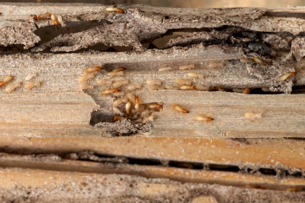 Best Termite Control Services  in Marysville, OH